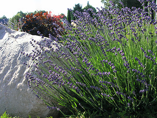 Image showing lavender