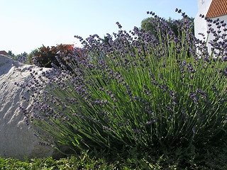 Image showing lavender