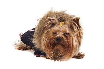 Image showing Yorkshire Terrier in sweater