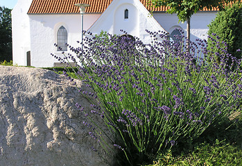 Image showing lavender