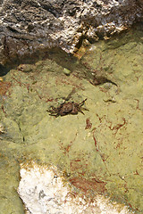 Image showing Crab on the rock