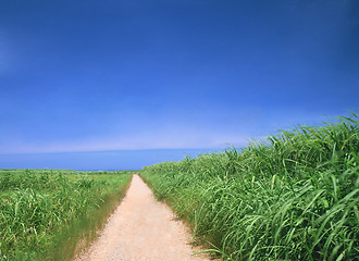 Image showing Winding Path in a Green grass