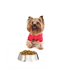 Image showing Yorkshire terrier with food