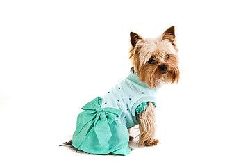 Image showing Yorkshire Terrier  in nice dress