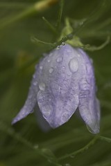 Image showing Bluebell