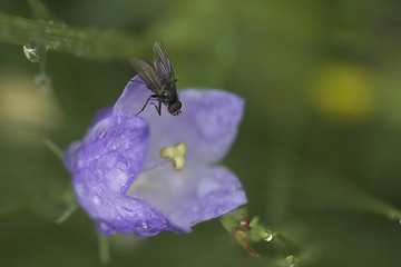 Image showing A bluebell with a fly.