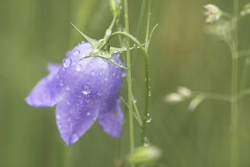 Image showing A bluebell