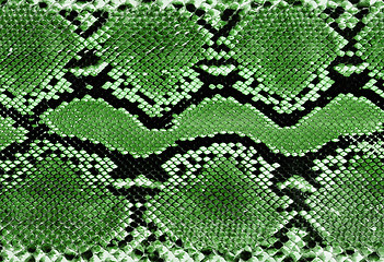 Image showing crocodile skin