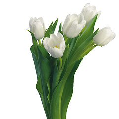 Image showing white tullips