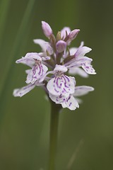 Image showing Wild mountain flower.