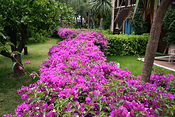 Image showing Landscaped flower garden