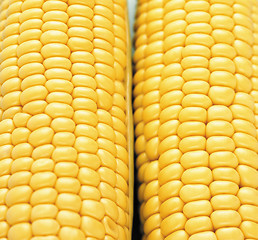 Image showing Background corn