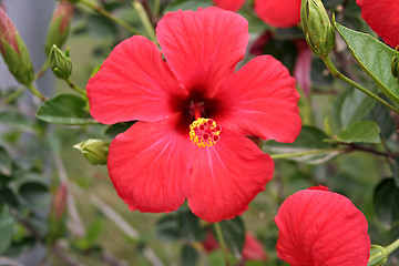 Image showing A Close up of Red Flower in garden