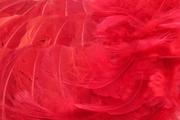 Image showing Red feather scarf texture