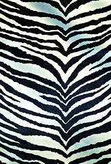 Image showing Details of zebra as a fur background