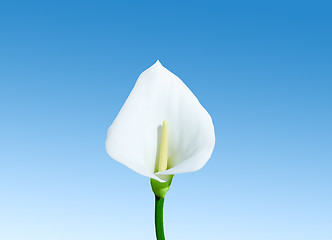 Image showing calla on blue sky