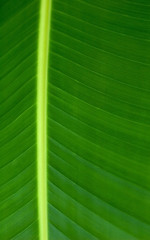 Image showing Texture of a green leaf