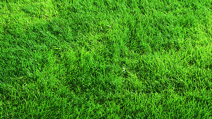 Image showing Beautiful green grass texture from golf course