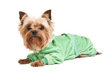 Image showing Yorkshire Terrier in sweater