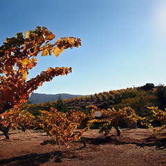 Image showing Autumn winery