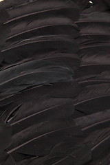 Image showing Black feather wings