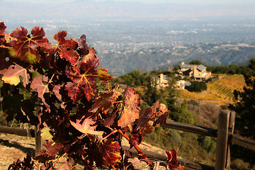 Image showing Autumn winery