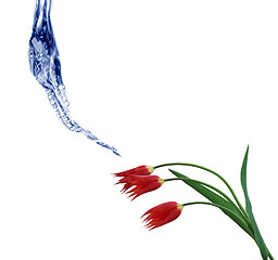 Image showing Flower and water