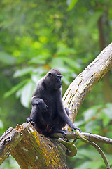 Image showing Crested Black Macaque