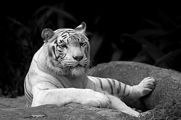 Image showing White tiger