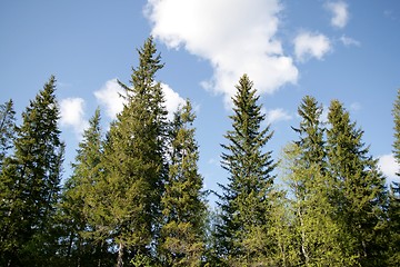 Image showing Spruces