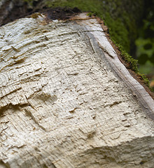 Image showing broken tree detail