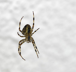 Image showing Araneus