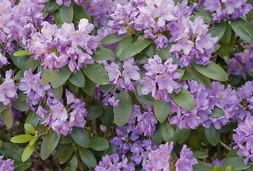 Image showing Rhododendron