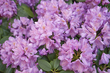 Image showing Rhododendron