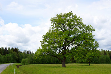 Image showing Green oak