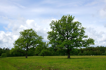 Image showing Two trees