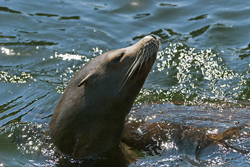 Image showing Sea Lion