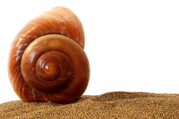 Image showing Isolated  Seashell