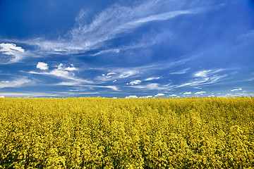 Image showing The field of flowering oilseed rape