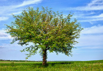 Image showing Tree in the field