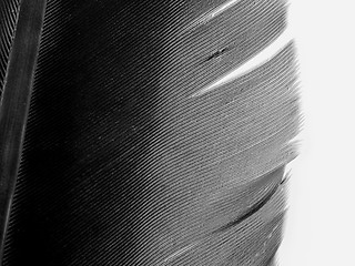 Image showing Feather