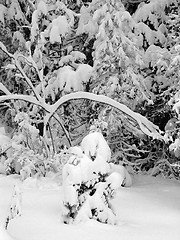 Image showing First snow