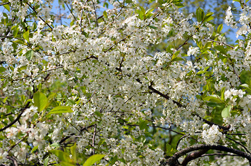 Image showing Closeup of white cherry tree twigs blooms 