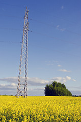 Image showing electric pole background agricultural rape fields 