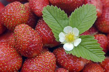 Image showing  Strawberry.