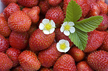 Image showing Strawberry.