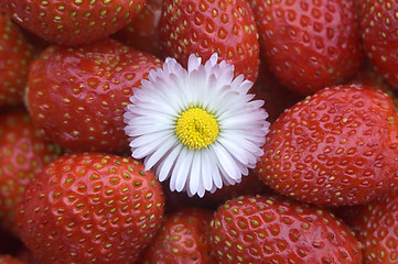 Image showing Strawberry.