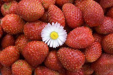 Image showing Strawberry.