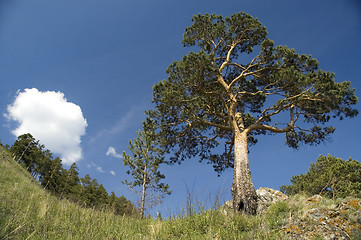 Image showing Green trees and cloudy sky.