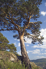 Image showing Summer  landscape.